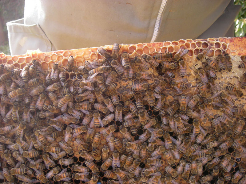 La ruche Stode Bopied